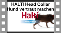 Hund mit dem Halti Head Collar vertraut machen
